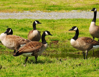 Harike Wetland Tour